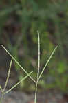 Smooth crabgrass